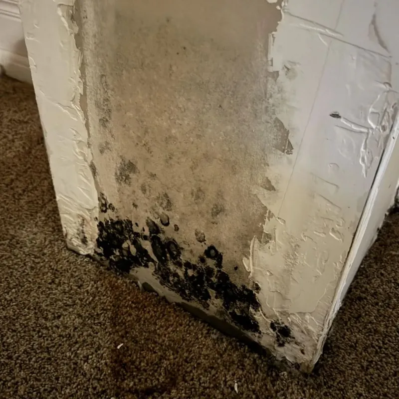 Professional Mold Removal in Coral Terrace, FL